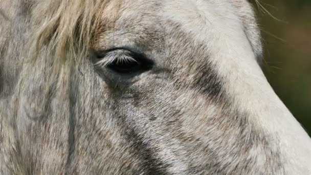 Foal White Camargue Camargue France — стоковое видео