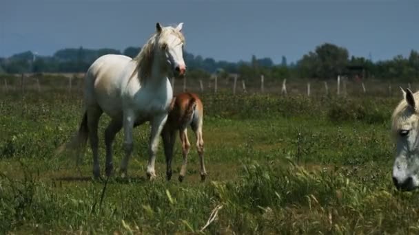 Cheval Camargue Blanc Camargue France — Video