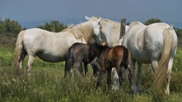 Biały Koń Camargue Camargue Francja — Wideo stockowe