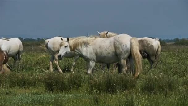 White Camargue Horse Καμάργκ Γαλλία — Αρχείο Βίντεο