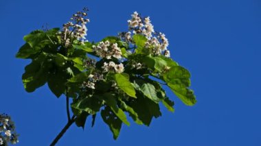 Mavi gökyüzüne karşı çiçek açan meyve ağacı