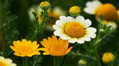 Yabani çiçekler. Chamaemelum nobile, papatya çayı. 