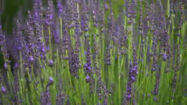 Lavandula Juga Dikenal Sebagai Lavender — Stok Video