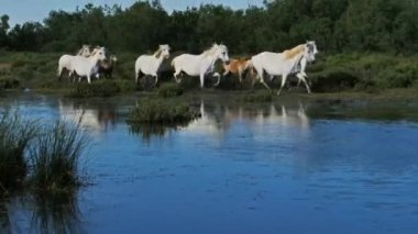 Kamp atları sürüsü, Camargue, Fransa 