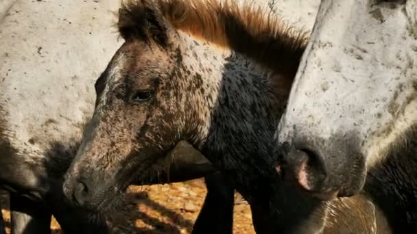 Beyaz Kamp Atı Tayı Camargue Fransa — Stok video