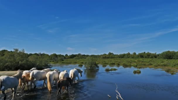 White Camargue Pferd Camargue Frankreich — Stockvideo