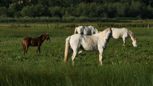 Cheval Camargue Blanc, Camargue, France
