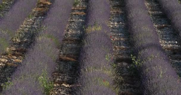 Padang Lavender Ferrassieres Provence Perancis — Stok Video