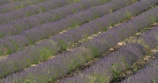 Padang Lavender Ferrassieres Provence Perancis — Stok Video