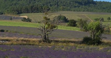Lavanta tarlası, Ferrassieres, Provence, Fransa. Tarlada geleneksel bir kuru taş ev var.