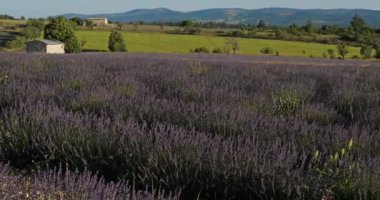 Lavanta Tarlası, Ferrassieres, Provence, Fransa
