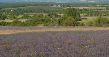 Lavanta tarlası, Ferrassieres, Provence, Fransa. Tarlada geleneksel bir kuru taş ev var.
