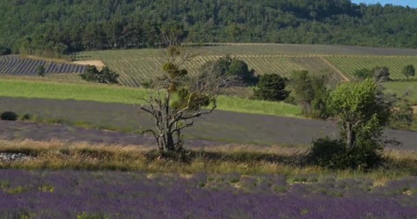 Campo Lavande Ferrassieres Provenza Francia Nel Campo Una Casa Tradizionale — Video Stock