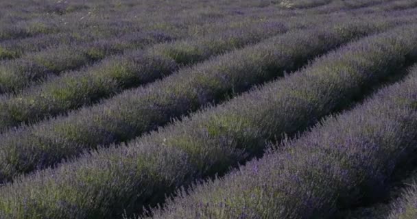 Levendula Mező Ferrassieres Provence Franciaország — Stock videók