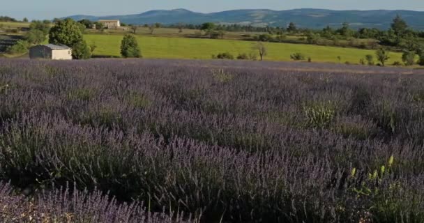 Field Lavenders Ferrassieres Provence France — стоковое видео