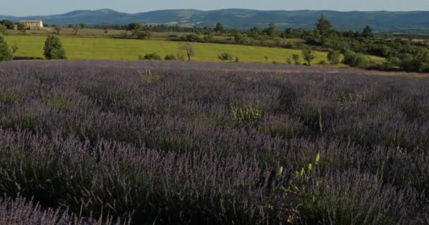 Lavendelfeld Ferrassieres Provence Frankreich — Stockvideo