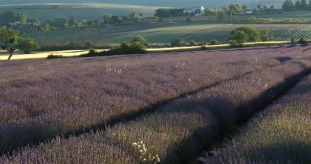 Lavendelfält Ferrassieres Provence Frankrike — Stockvideo