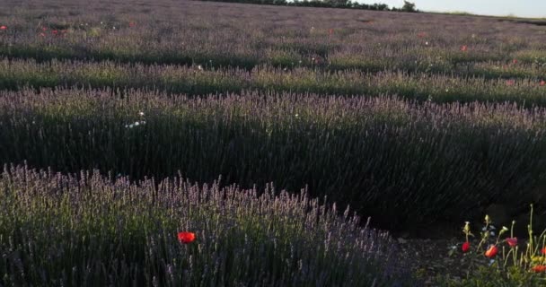 Lavendelvelden Ferrassieres Provence Frankrijk — Stockvideo