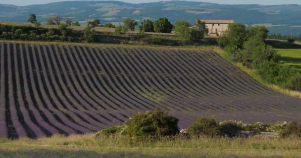 Lavendelfält Ferrassieres Provence Frankrike — Stockvideo