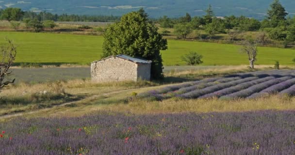 Поле Лаванд Феррасье Прованс Франция Поле Традиционный Сухой Каменный Дом — стоковое видео