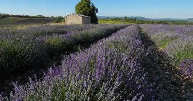 Lavanta tarlası, Ferrassieres, Provence, Fransa. Tarlada geleneksel bir kuru taş ev var.