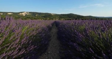 Lavanta Sahası, Vaucluse Departmanı, Provence, Fransa