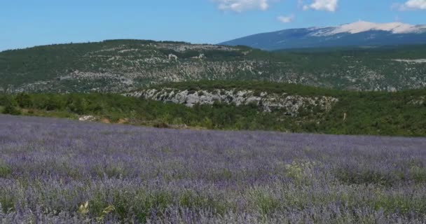 Галузь Лавандів Монт Венту Прованс Франція Задньому Плані Mont Ventoux — стокове відео