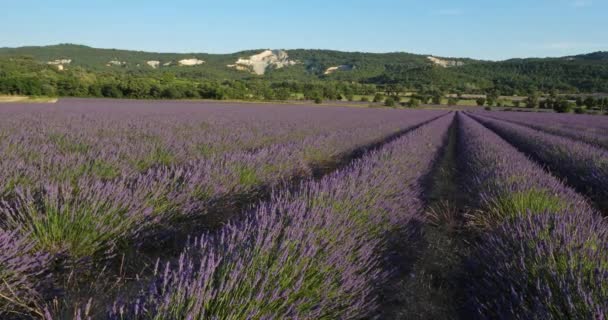 Pole Levandulí Departement Vaucluse Provence Francie — Stock video