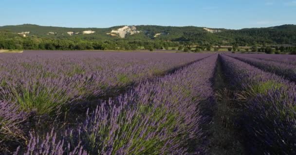 Campo Lavanda Departamento Vaucluse Provenza Francia — Vídeo de stock