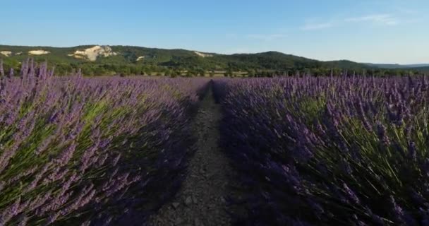 Lavanta Sahası Vaucluse Departmanı Provence Fransa — Stok video