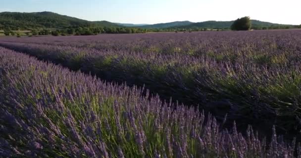 Pole Levandulí Departement Vaucluse Provence Francie — Stock video