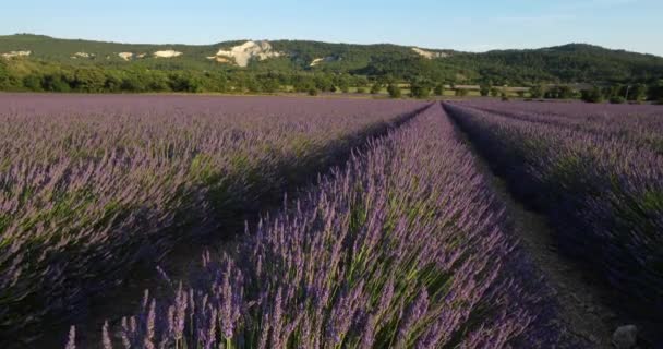 Campo Lavanda Departamento Vaucluse Provenza Francia — Vídeo de stock