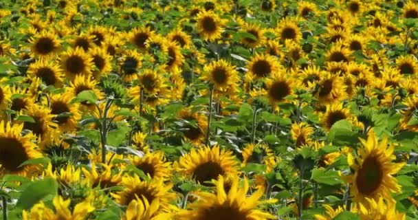 Ayçiçeği Tarlası Loiret Bölümü Fransa — Stok video