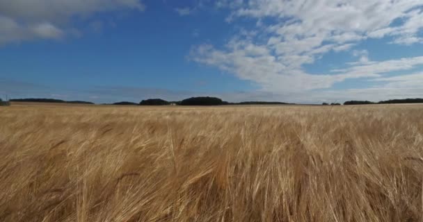 フランスのロワレにある大麦の畑 — ストック動画