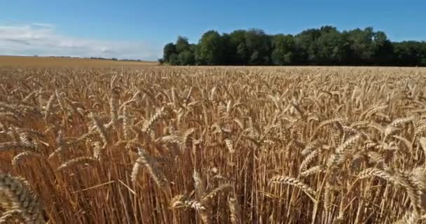 Búza Mező Loiret Franciaország — Stock videók