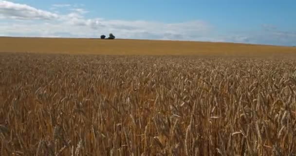 Wheat Field Loiret France — Stock Video