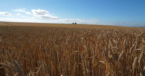 Campo Trigo Loiret França — Vídeo de Stock