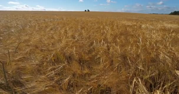 Campo Cebada Loiret Francia — Vídeos de Stock