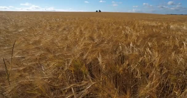 Campo Cebada Loiret Francia — Vídeos de Stock