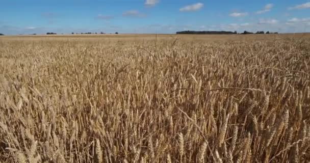 Пшеничне Поле Лойреті Франція — стокове відео