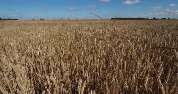 Wheat Field Loiret France — Stock Video