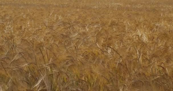 Barley Field Departamento Loiret França — Vídeo de Stock