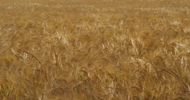 Barley Field Loiret Department France — стокове відео