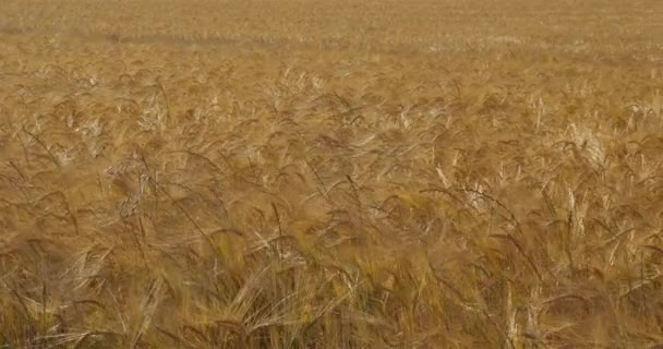 Barley Field Departamento Loiret França — Vídeo de Stock