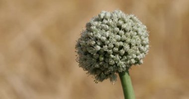 Soğan tarlalarına karşı arpa, Loiret borçlanma, Fransa