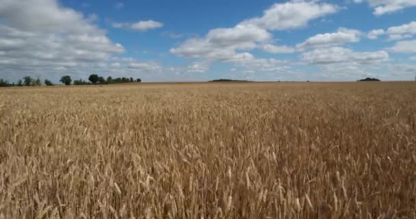 Пшеничне Поле Лойреті Франція — стокове відео