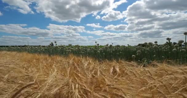 Поля Ячменя Лука Департамент Луаре Франция Переднем Плане Ячмень Заднем — стоковое видео