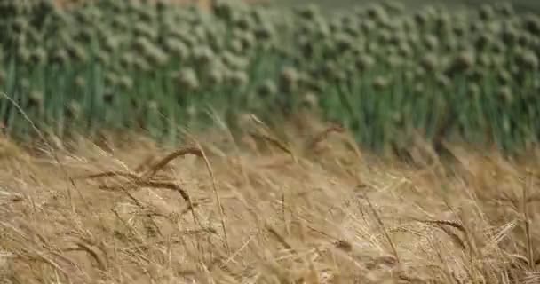 Fbackground Onions Foreground Barley Field — Stock Video