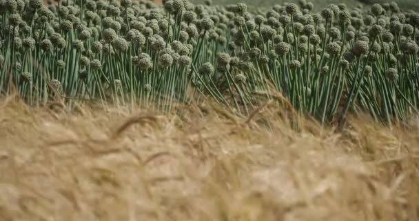 Hintergrund Zwiebeln Vordergrund Ein Gerstenfeld — Stockvideo