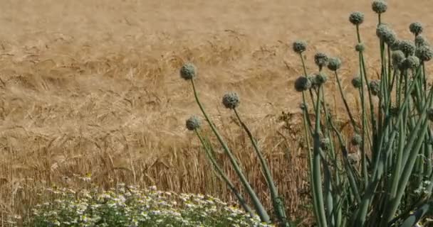 Barley Onion Fields Loiret Depatment France 앞쪽에 양파가 — 비디오